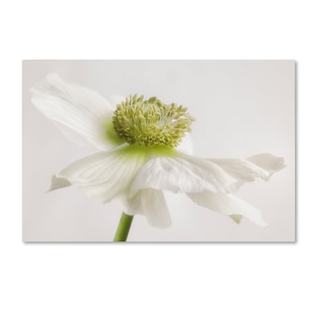 Cora Niele 'White Anemone Flower' Canvas Art,16x24